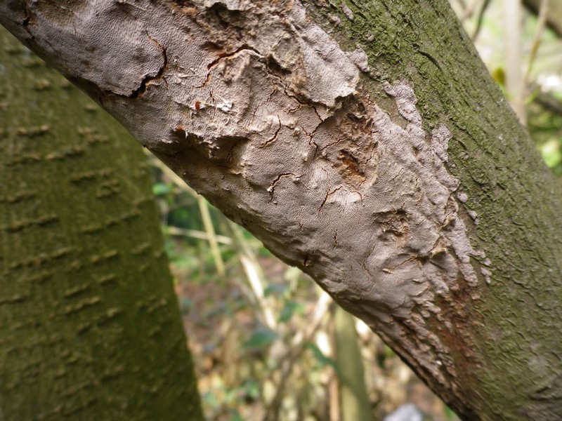 Polyporacea da identificare 2 (Phellinus punctatus)